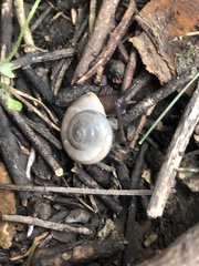 Sonorella allynsmithi