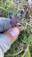 Oxytropis lambertii