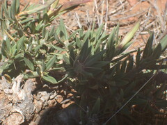 Pachypodium bispinosum