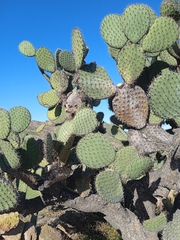 Opuntia streptacantha