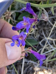 Penstemon pseudoparvus