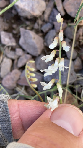 Image of Vicia pulchella by no rights reserved