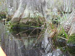 Xyris fimbriata