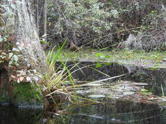 Xyris fimbriata