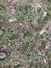 Potentilla hippiana