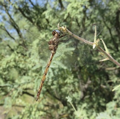 Macrothemis inacuta