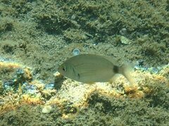Diplodus annularis