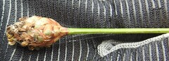 Xyris fimbriata