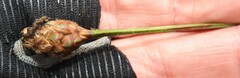 Xyris fimbriata