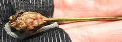 Xyris fimbriata