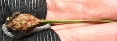 Xyris fimbriata