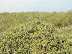 Avicennia marina