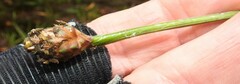 Xyris fimbriata
