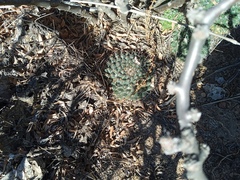 Mammillaria uncinata