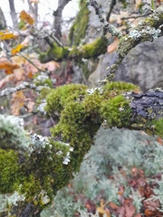 Orthotrichum pulchellum