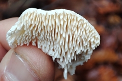 Hericium cirrhatum