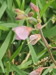 Magnoliopsida