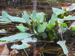 Orontium aquaticum
