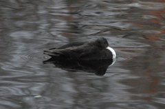 Anas platyrhynchos domesticus