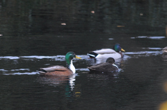 Anas platyrhynchos domesticus