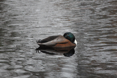 Anas platyrhynchos domesticus