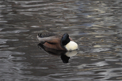 Anas platyrhynchos domesticus