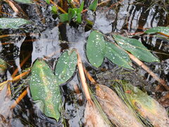 Orontium aquaticum