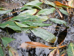 Orontium aquaticum