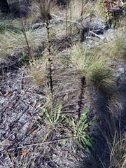 Carphephorus corymbosus