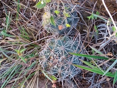 Coryphantha clavata