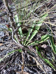 Carphephorus corymbosus