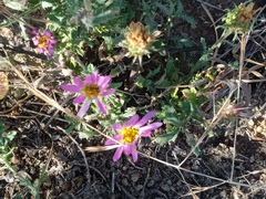 Xanthisma gymnocephalum