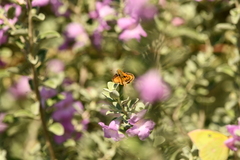 Polites vibex praeceps