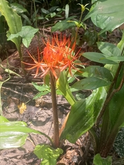 Scadoxus cinnabarinus