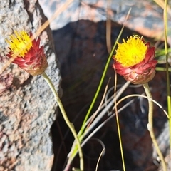 Gnaphalieae