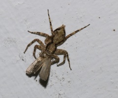 Phaeacius malayensis