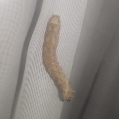 Lepidoptera