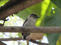 Picumnus granadensis