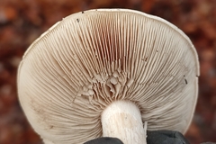 Hebeloma sinapizans
