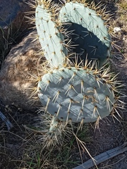 Opuntia robusta