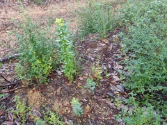 Arctostaphylos andersonii