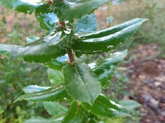 Arctostaphylos andersonii