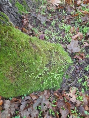 Lophocolea bidentata
