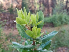 Arctostaphylos andersonii