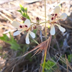 Pelargonium trifoliolatum