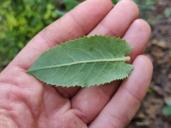 Arctostaphylos andersonii