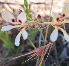 Pelargonium trifoliolatum