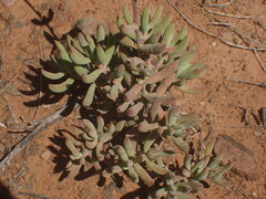 Crassula mollis