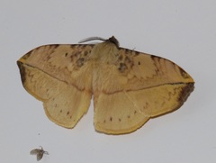 Apha kantonensis