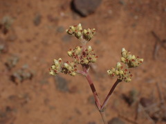 Crassula mollis